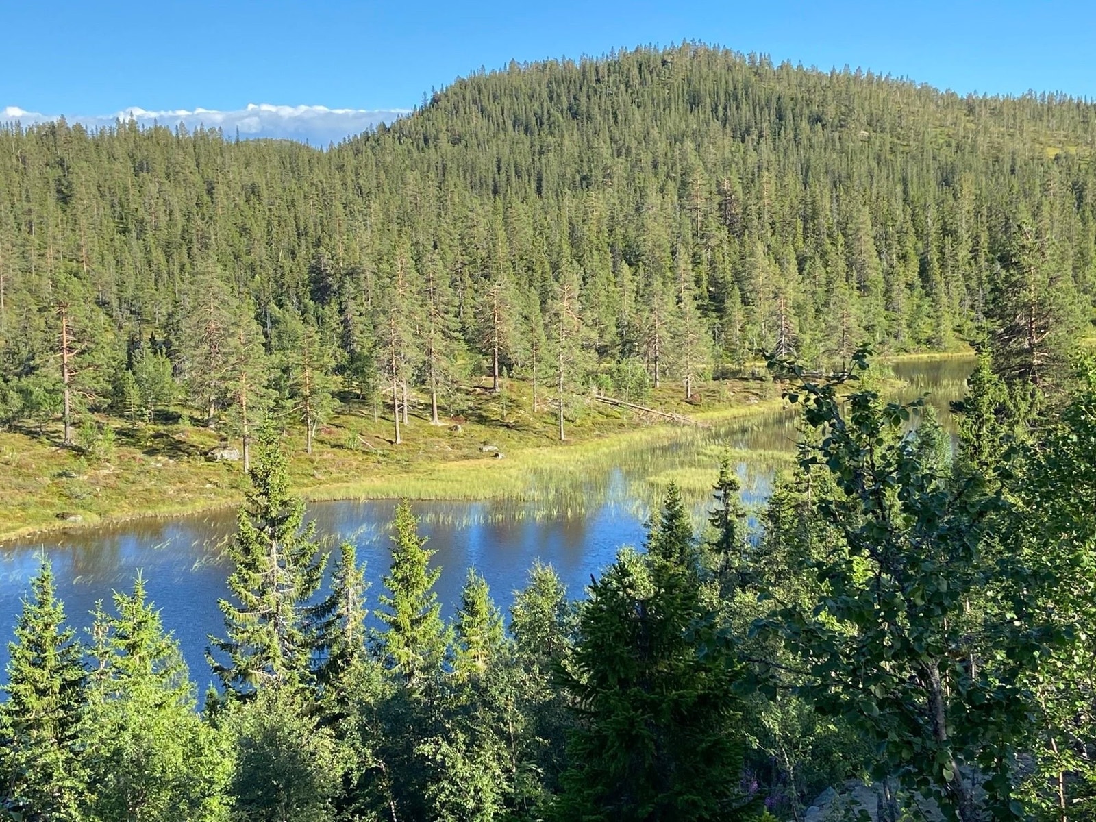 Fra tomta mot Svansvatn og Trillemarka (mot sørøst) Galleribilde