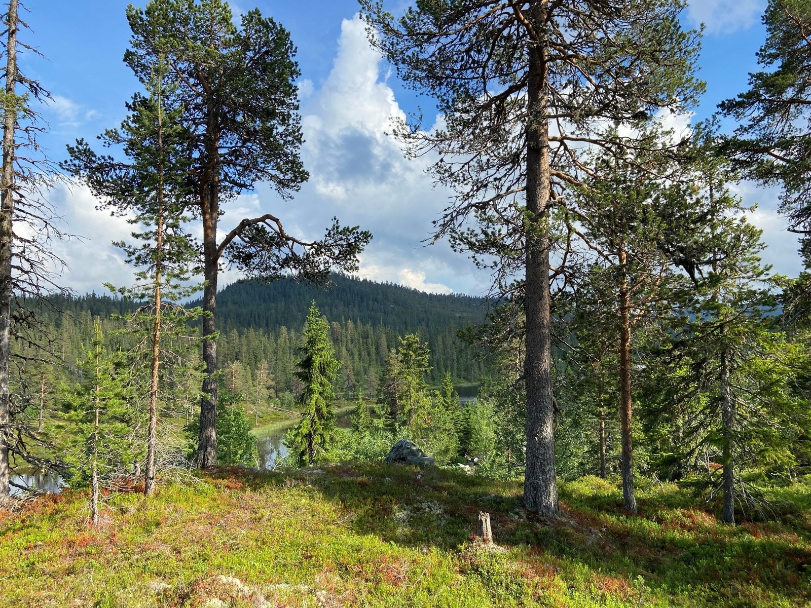 Trillemarka og Svansvatn fra tomta (mot sørøst). Galleribilde