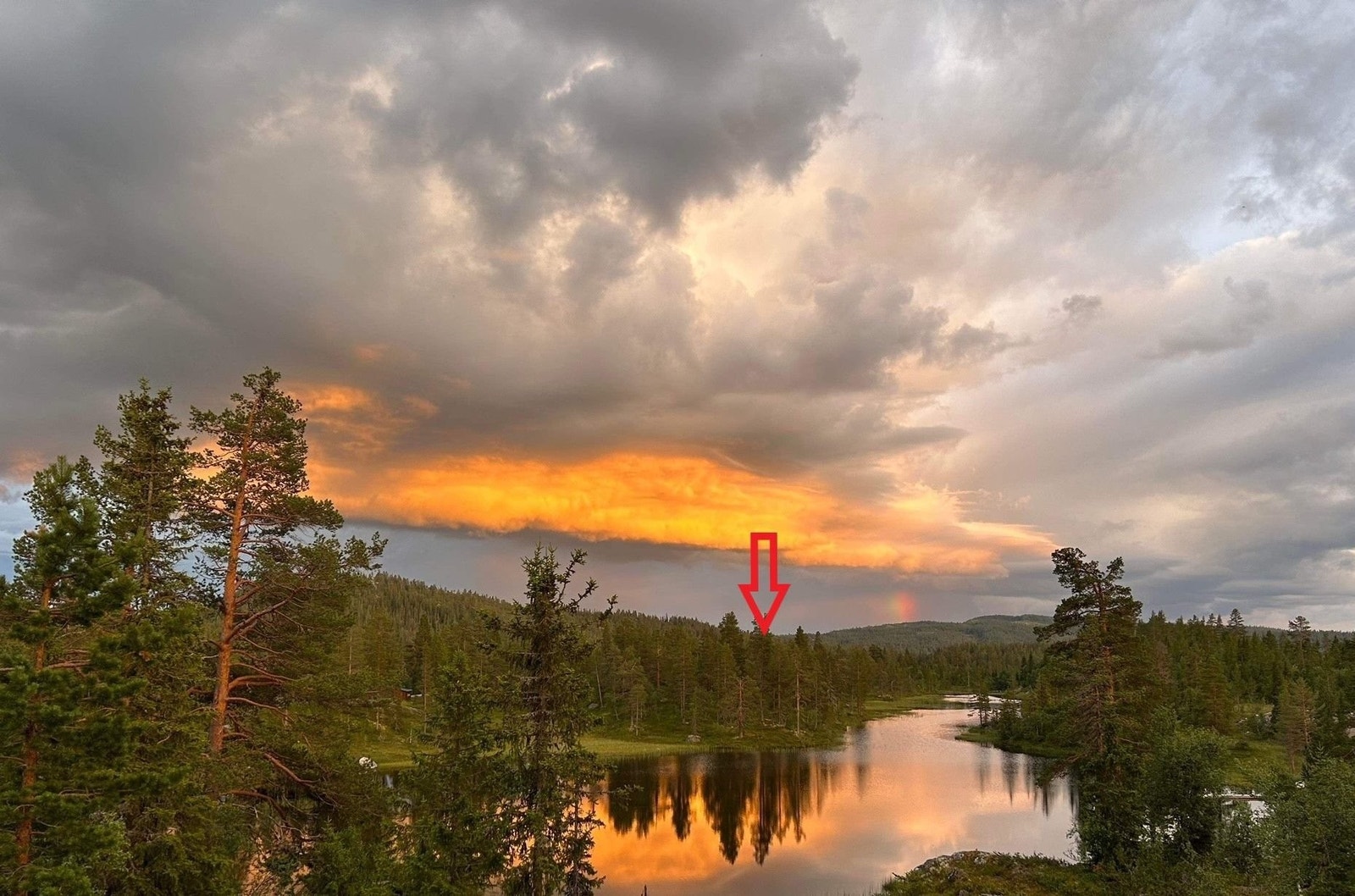 Breiløk i kveldslyset Galleribilde