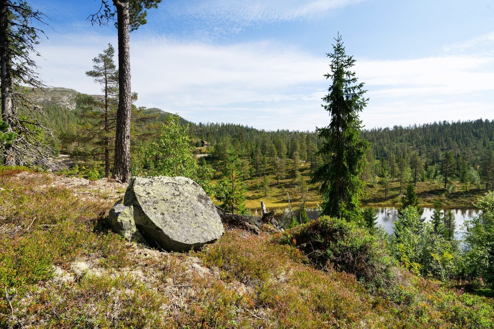 Mot nordøst fra tomta, med Søtelifjell og Trillemarka bak Galleribilde