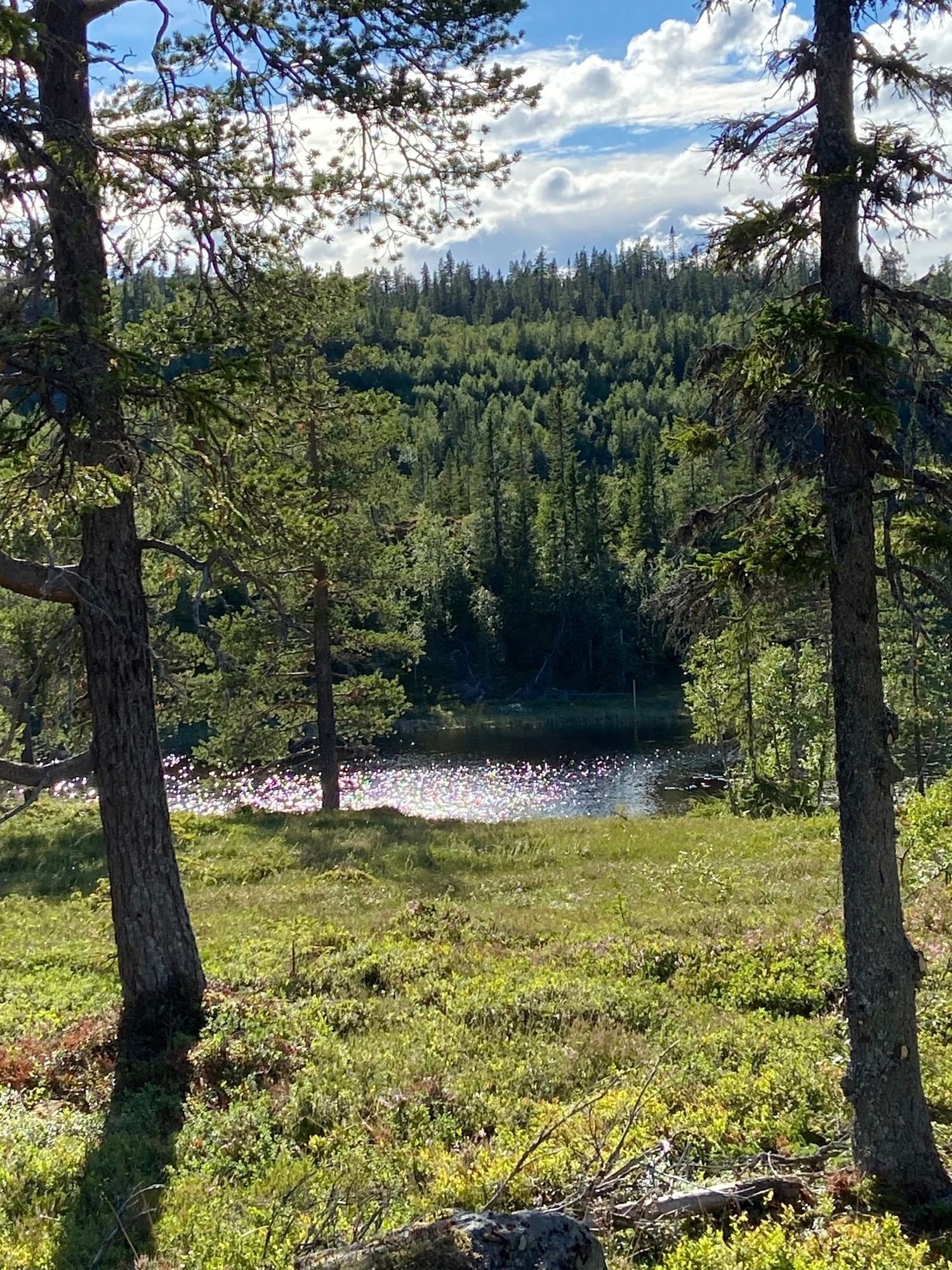 Fra tomta mot vannet Breiløk i vest Galleribilde