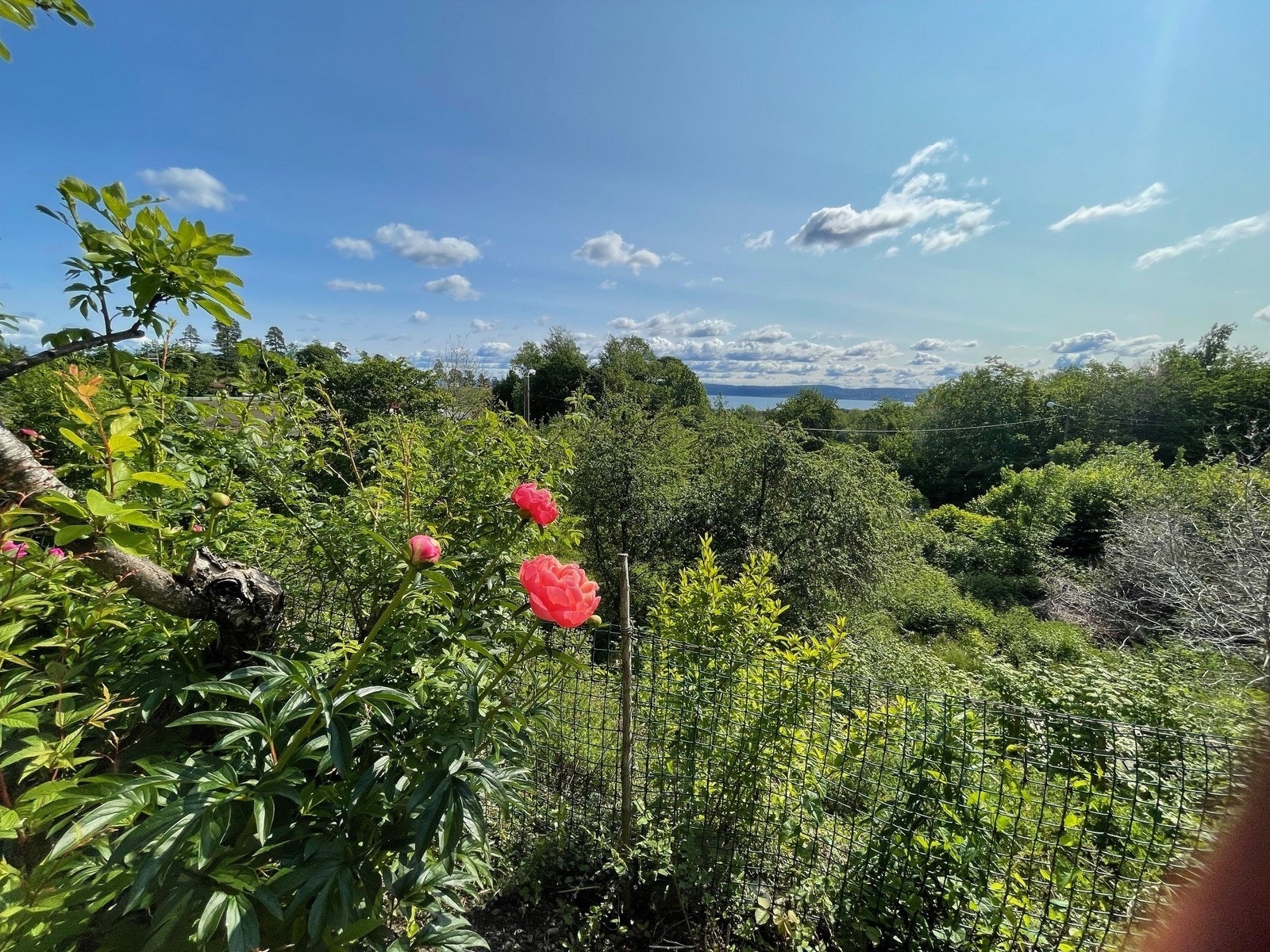 Utsikten fra hagen. Galleribilde