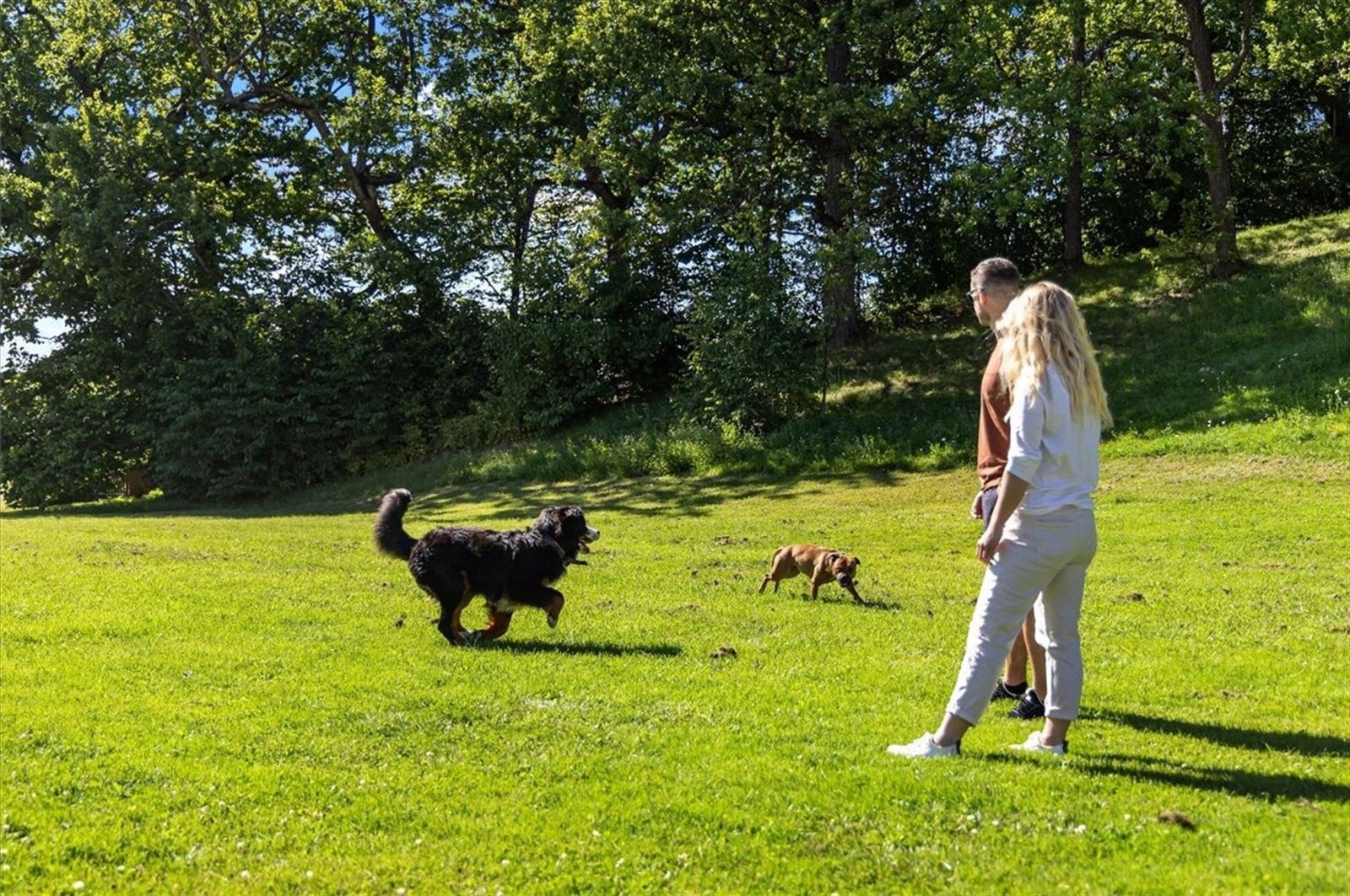 Store opparbeidede grøntarealer - perfekt for deg med hund eller katt Galleribilde