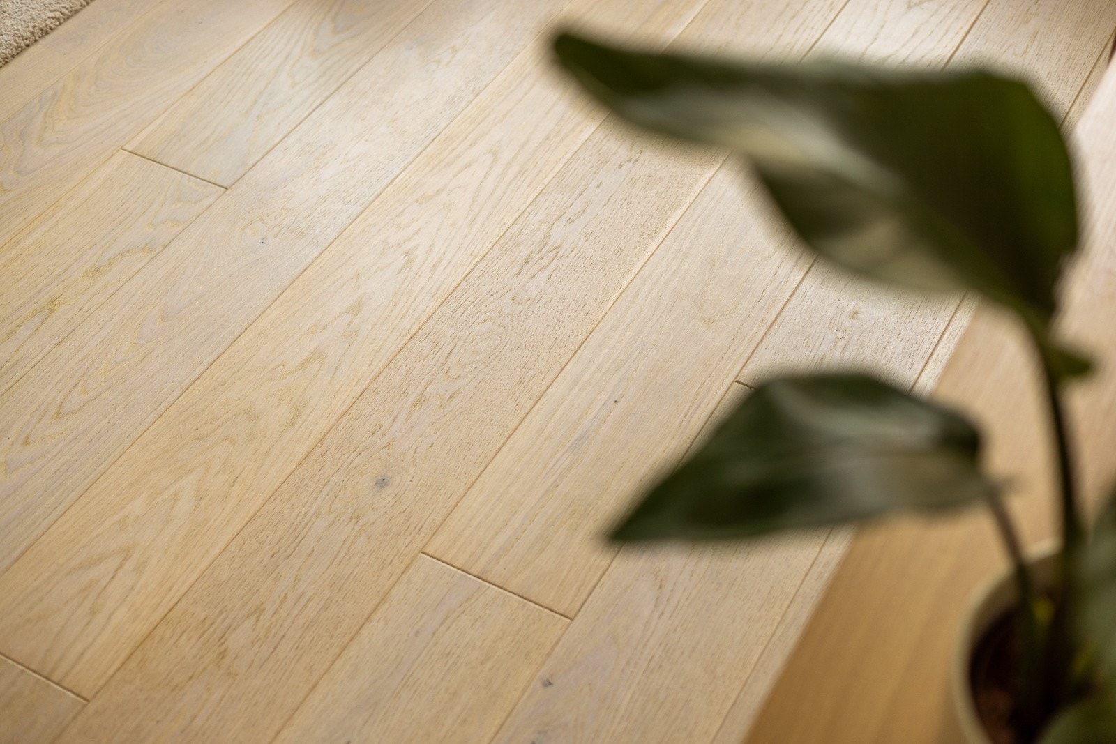 God standard med lys enstavs parkett på gulv og glatte overflater malt i en innbydende farge. Galleribilde