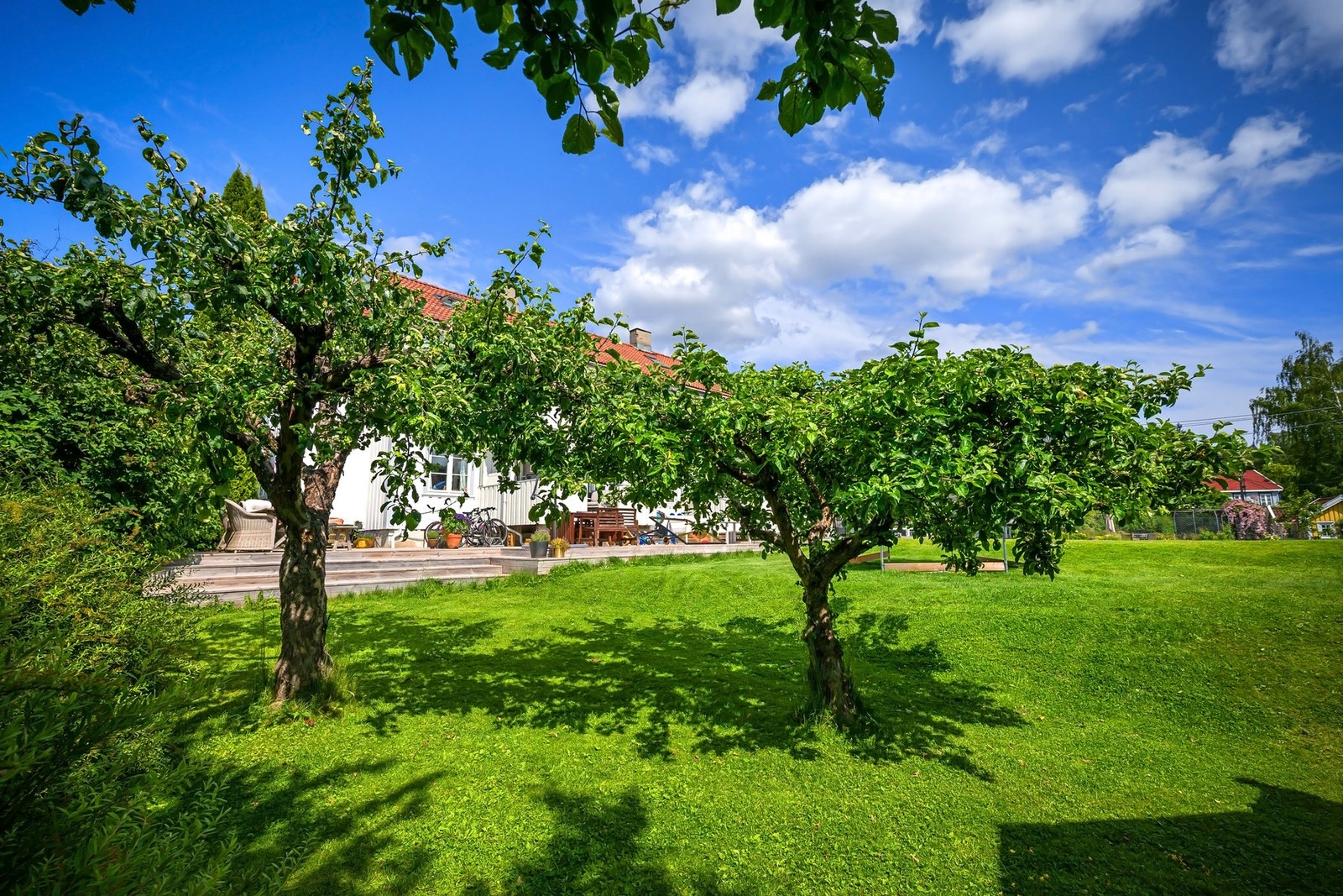 Privat hageparsell med egne epletrær, pæretre og morelltre Galleribilde