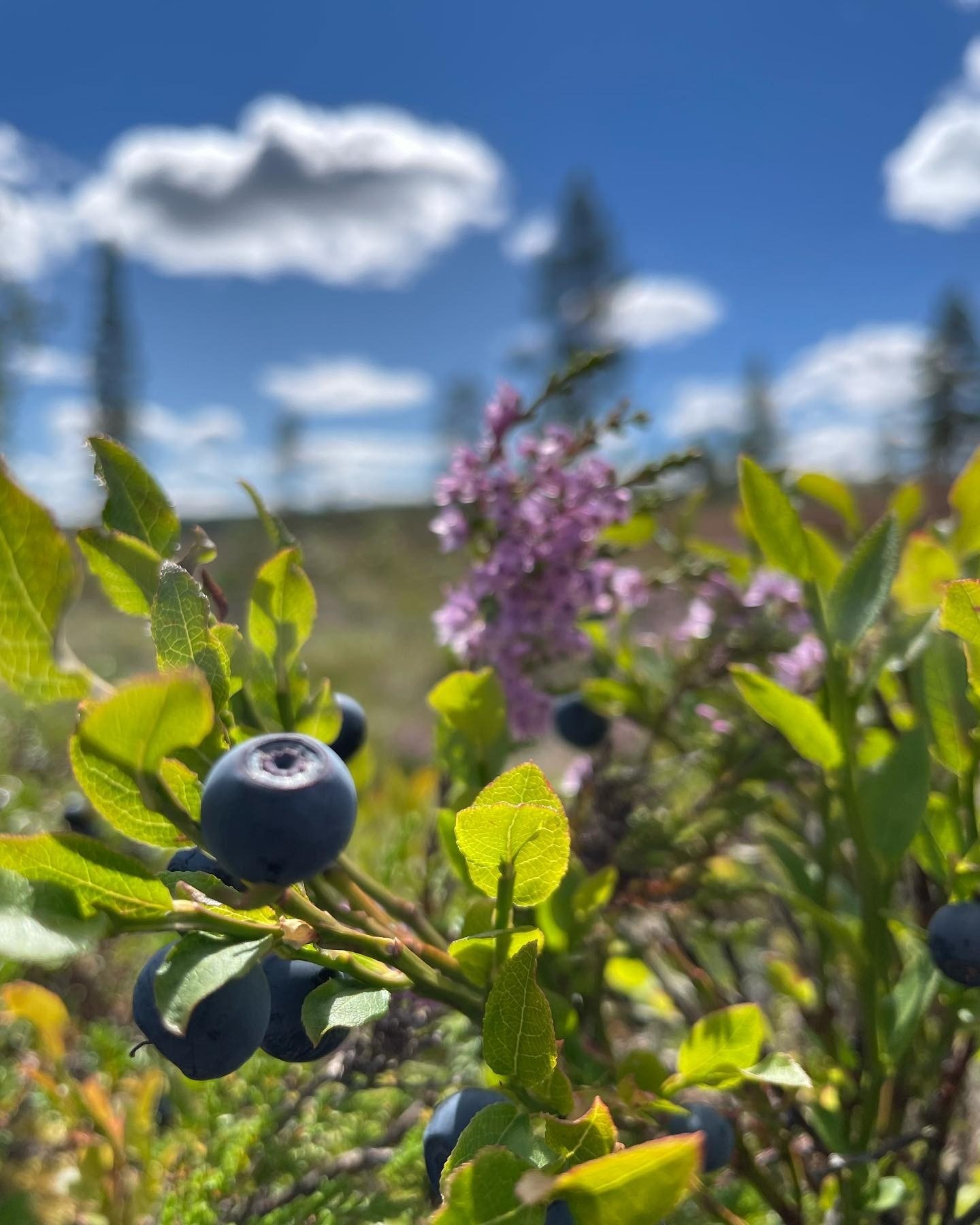 Blåbærlyng Galleribilde