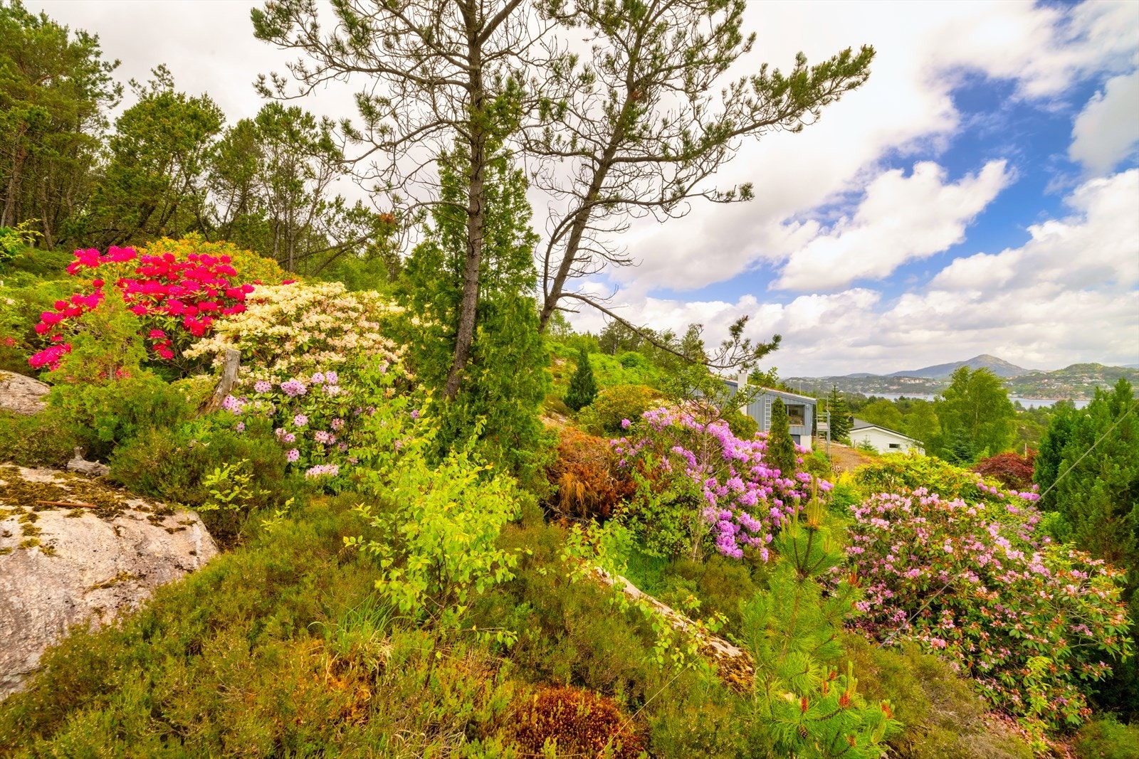 På eiendommen finner en vakre blomster av alle slag Galleribilde
