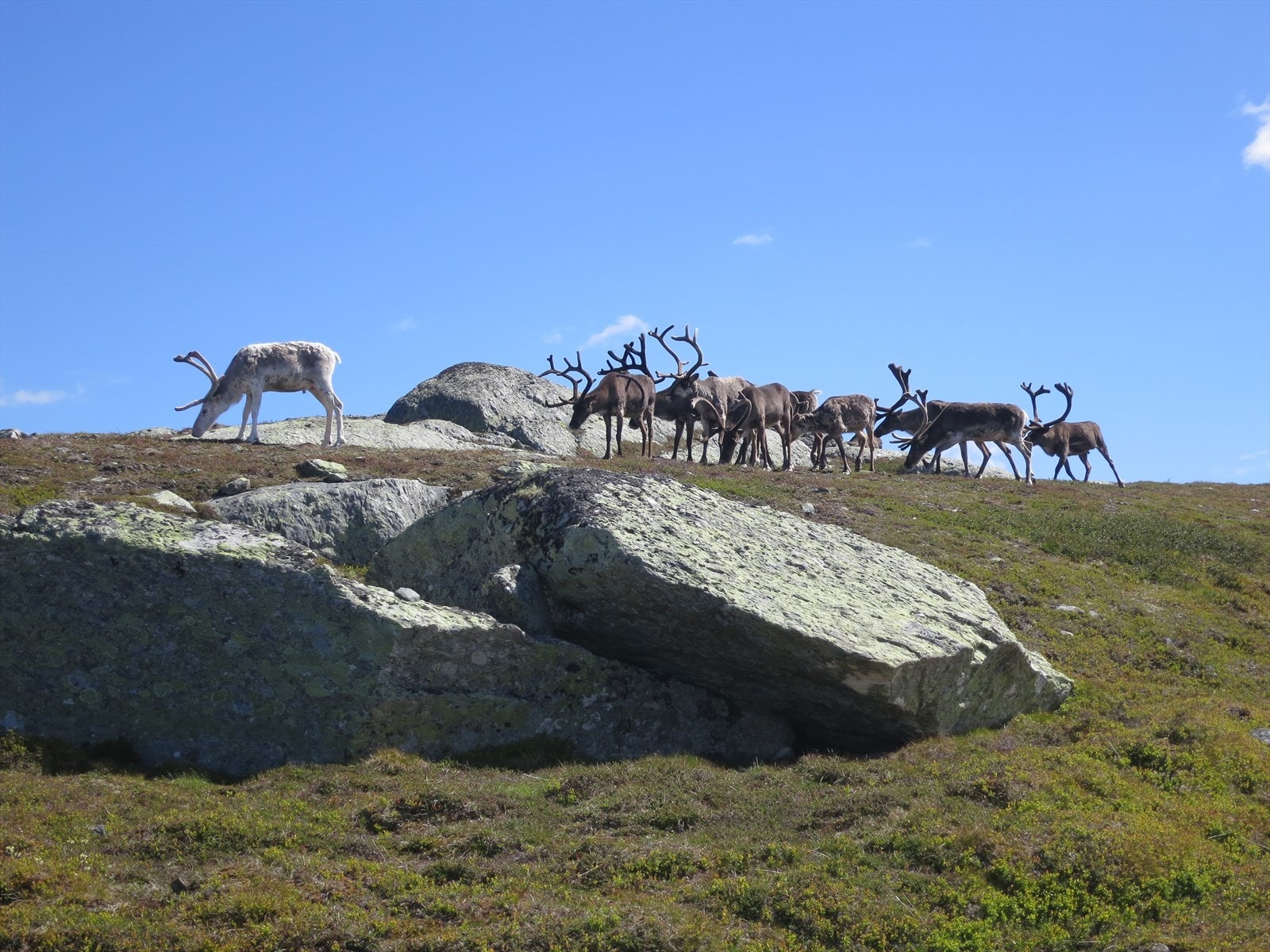 Reinflokk Galleribilde