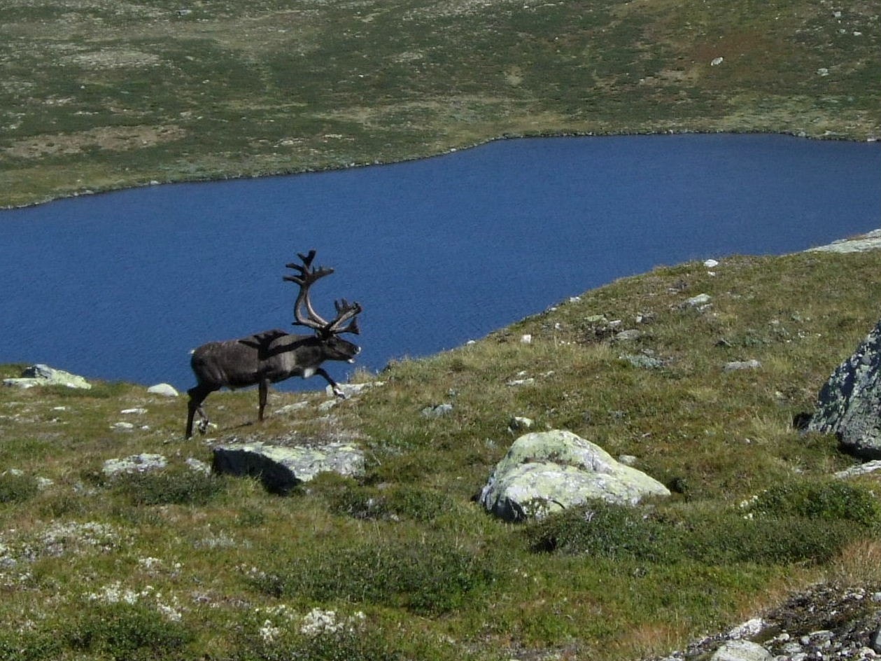 Bukkved Reinsjøen Galleribilde
