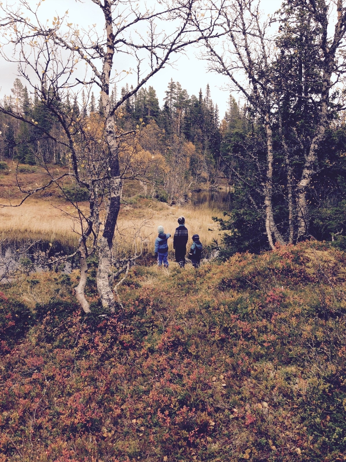 Terrenget nær hytta har rikelig med bærforekomster av alle slag. Galleribilde