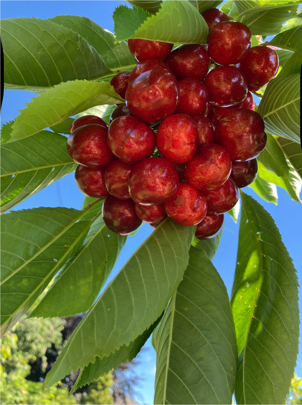 Flere frukttrær og prydtrær. Galleribilde