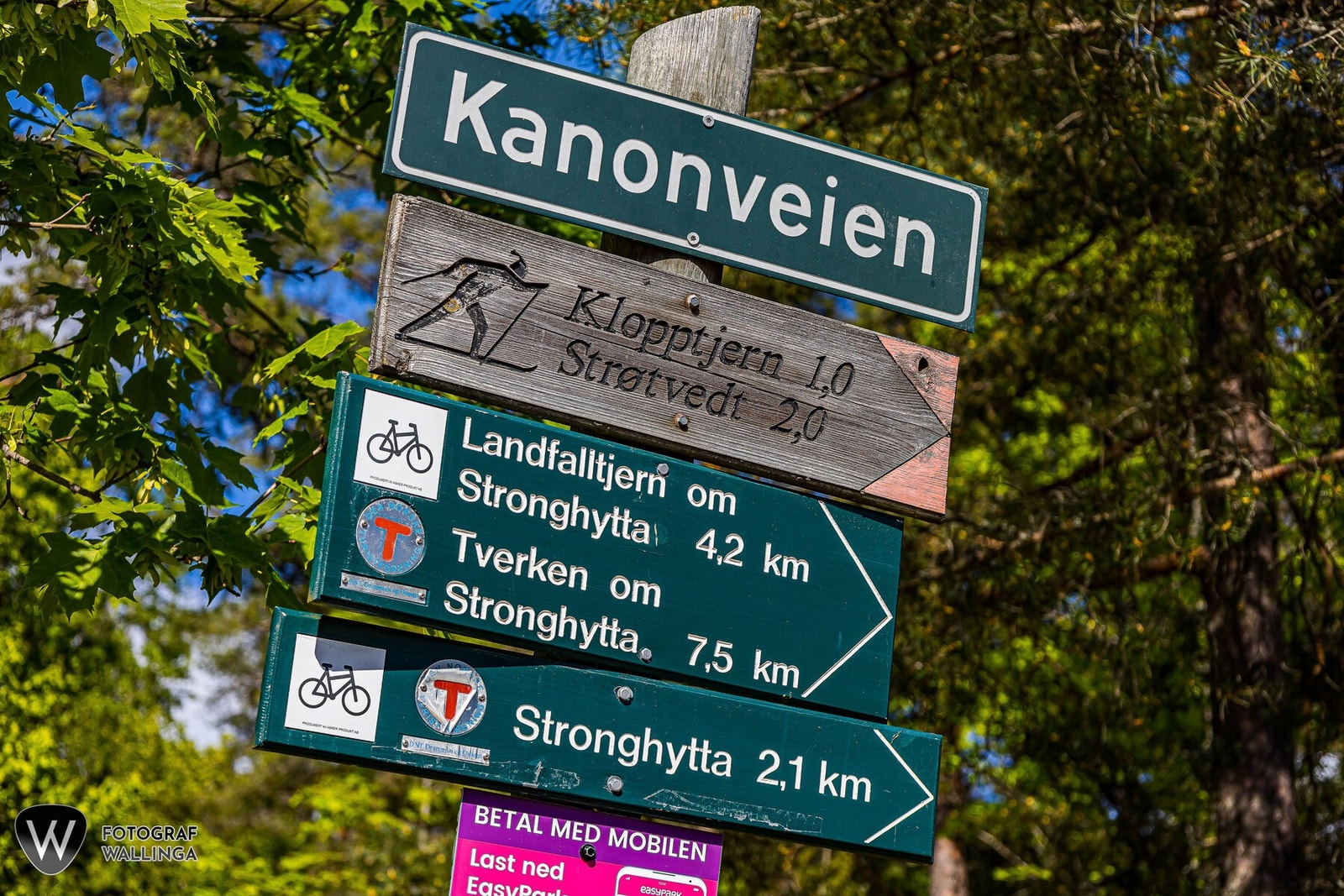 Bragernesåsen byr også på en flott turterreng. Galleribilde