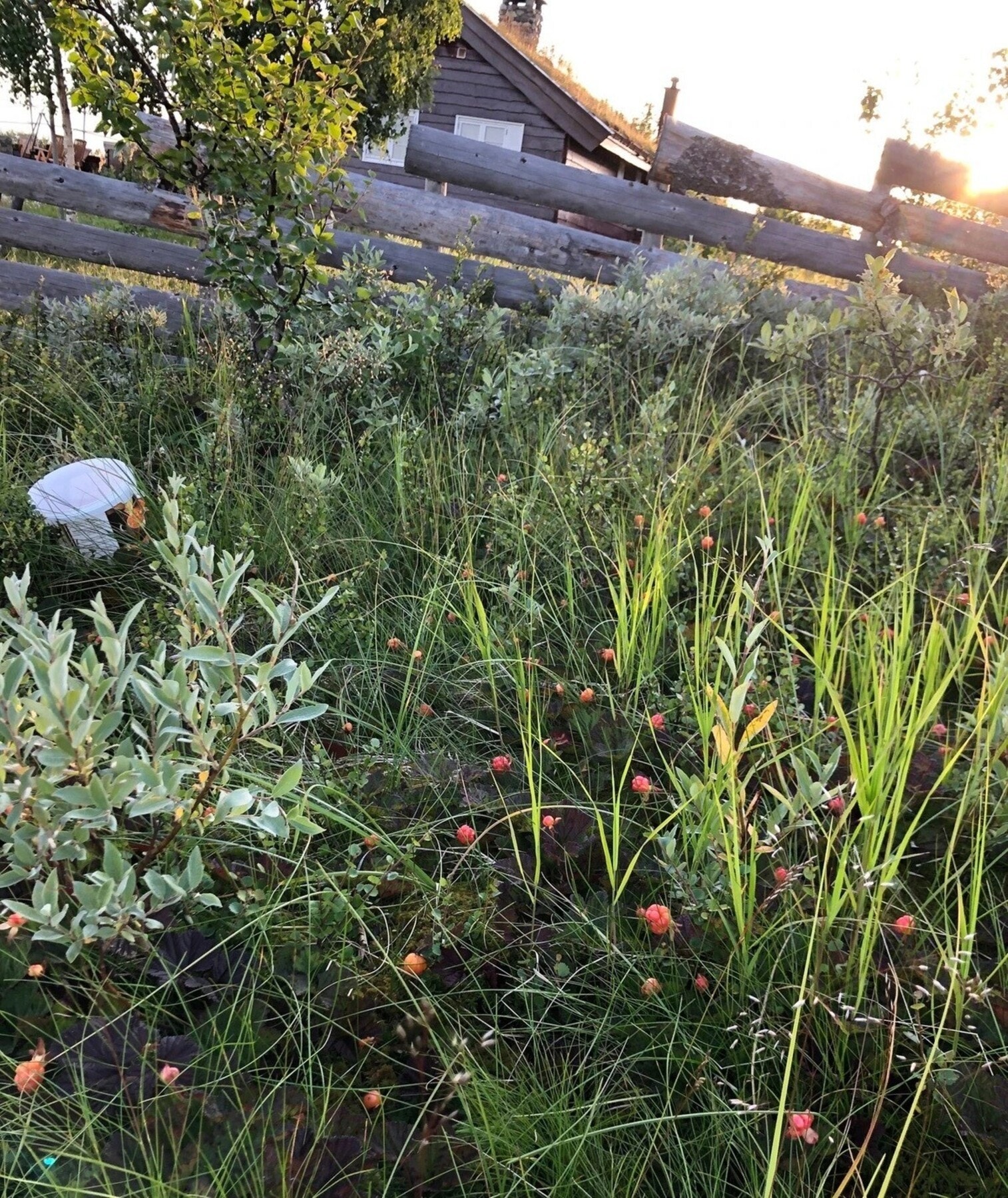 Multe bak hytta. Galleribilde