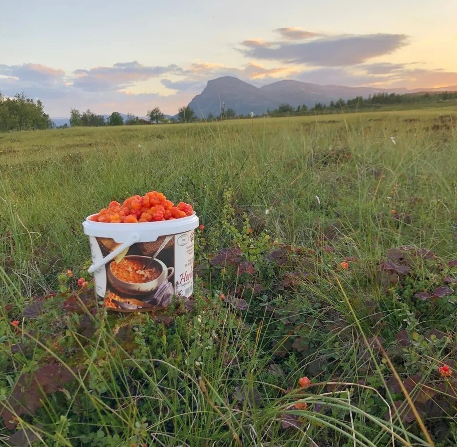 Multe. Myra utenfor hytta. Galleribilde