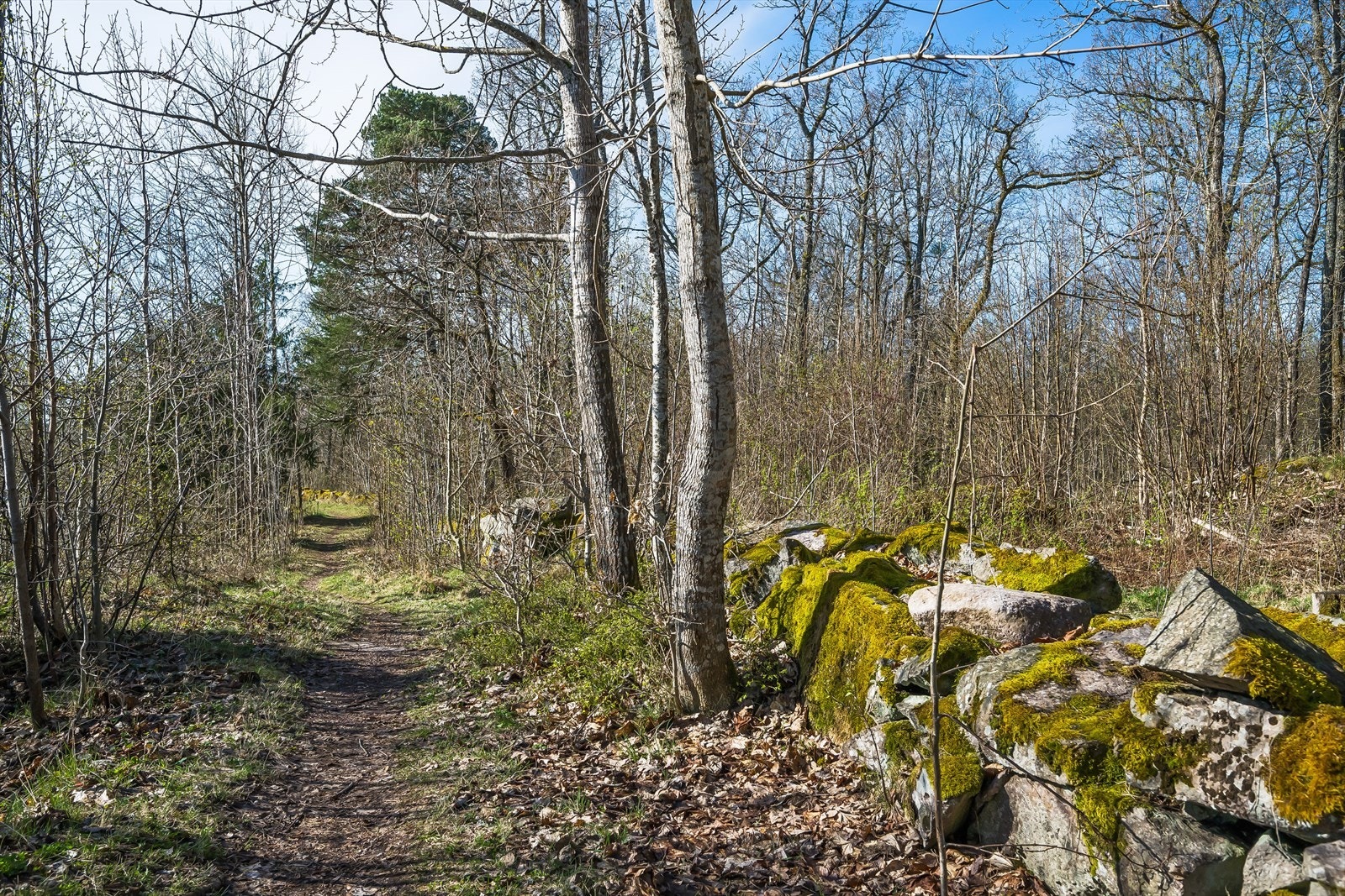 Kort vei også til Hortensmarka med mange turstier å velge mellom. Galleribilde