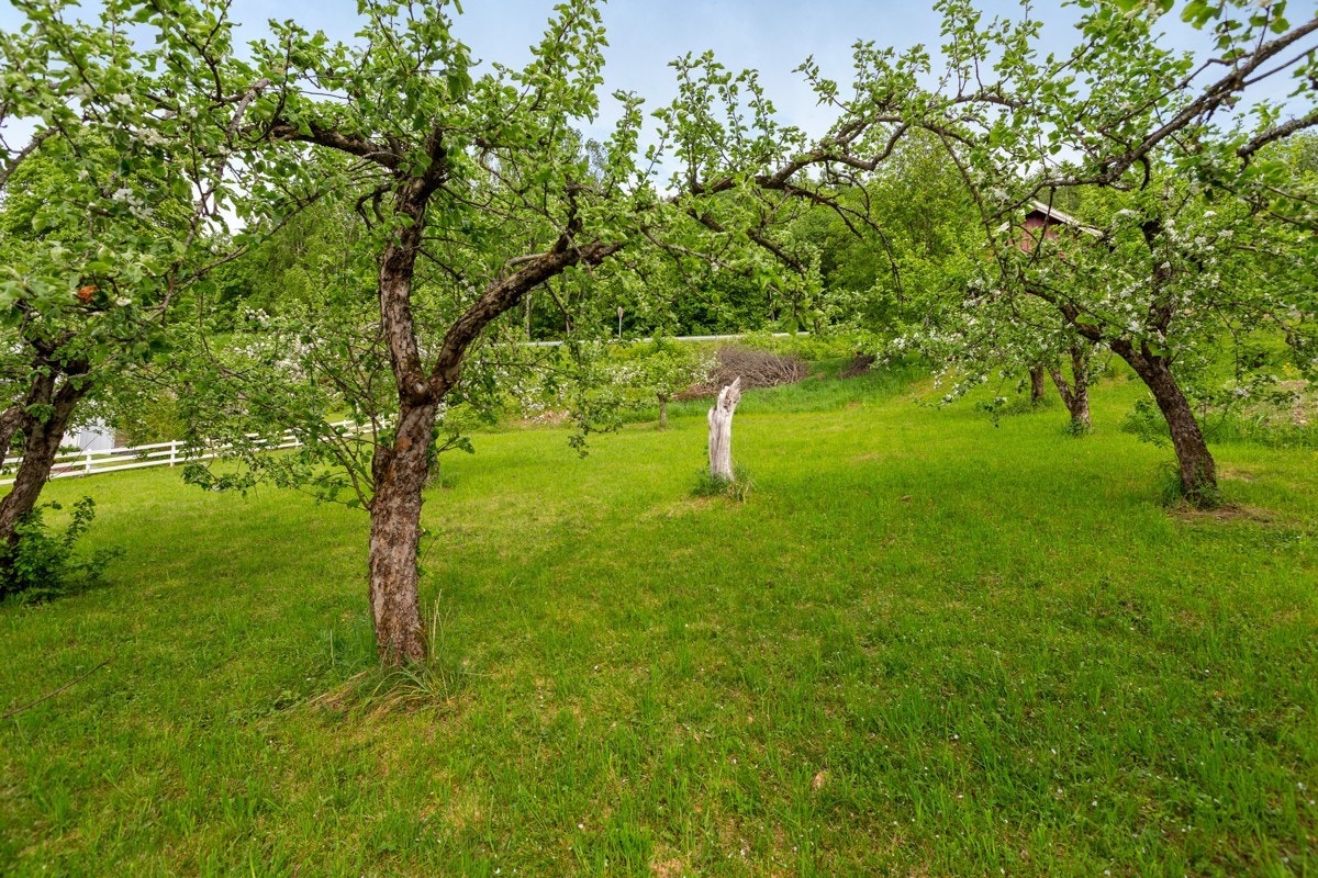 Tomten er regulert til boligformål Galleribilde