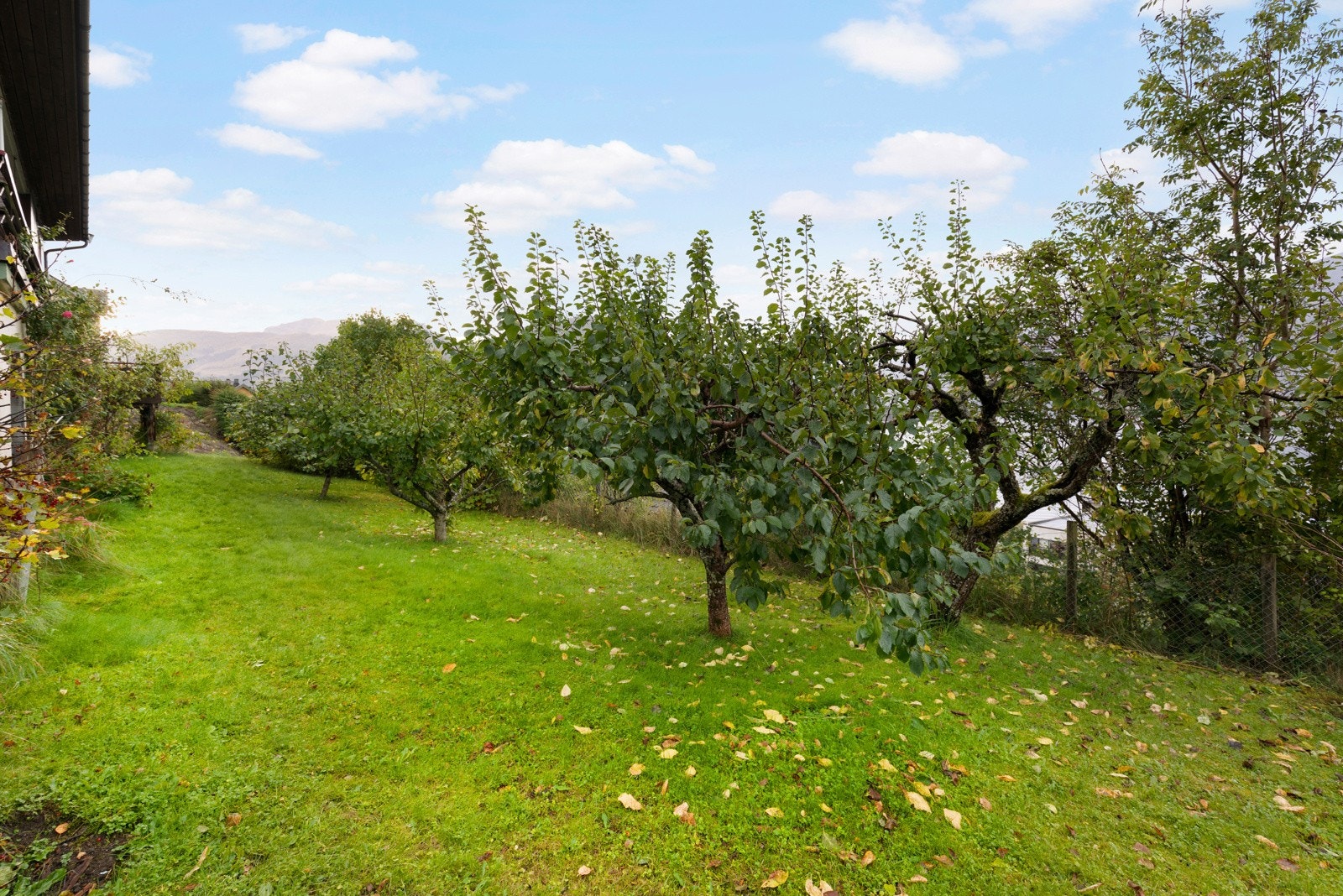 Hage i front av boligen. Galleribilde