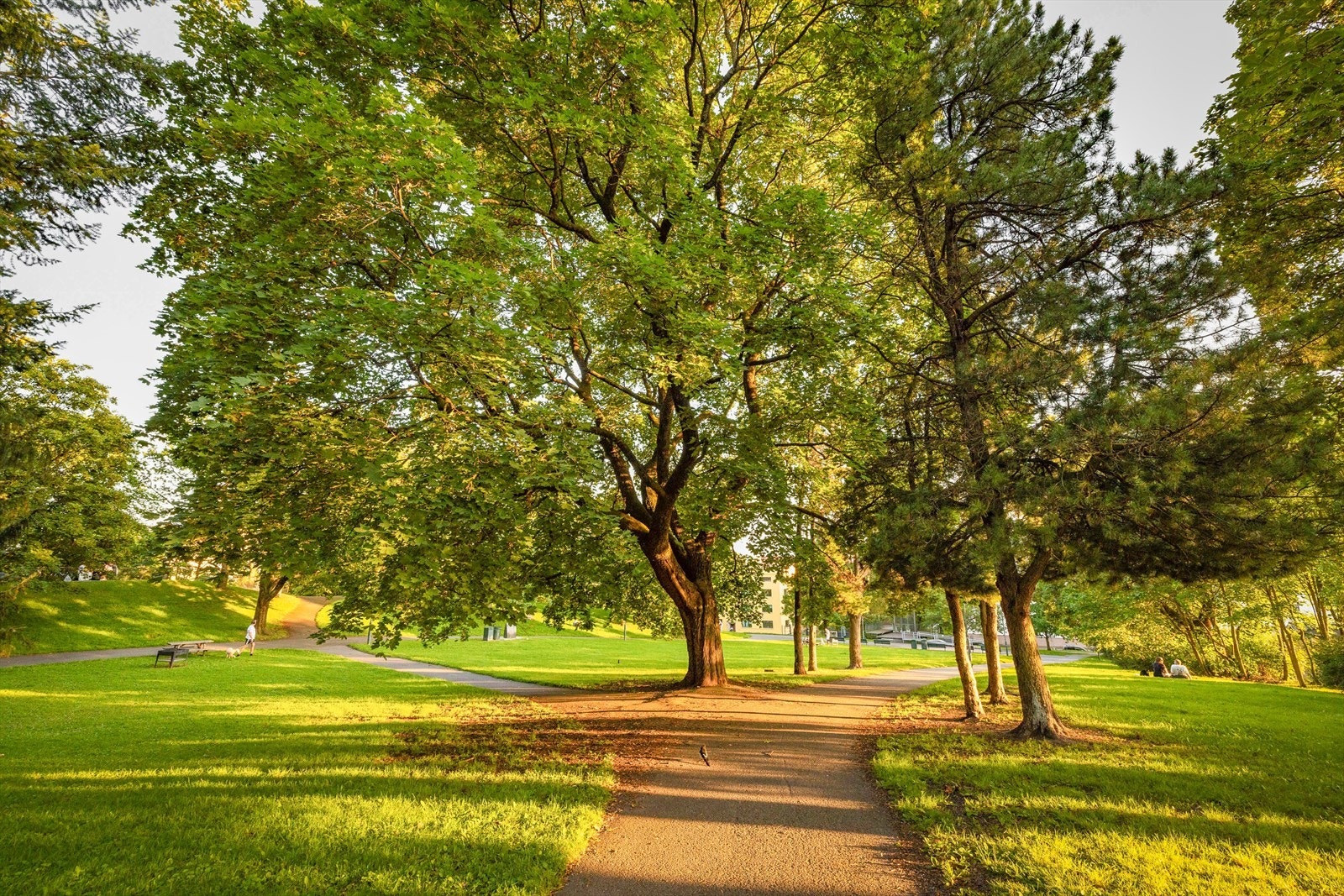 Bjølsenparken er omringet av grønne, vakre trær, samt store gressplener. Perfekt sted for rolige spaserturer Galleribilde