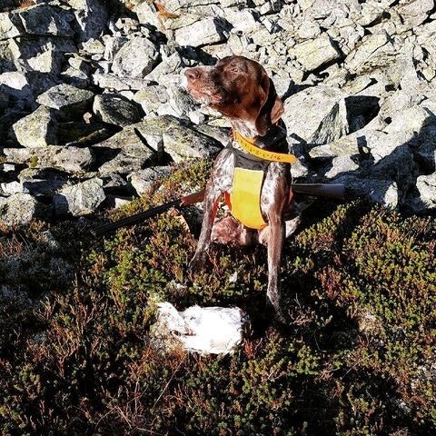 Jaktfeltet Bruråsen er inndelt i 4 felt for småviltjakt som alle ligger rundt hytteområdet Furutangen. Lett kupert terreng, og høydeforskjeller totalt fra ca 470 - 750 moh. Foto: Solveig Granlund Galleribilde
