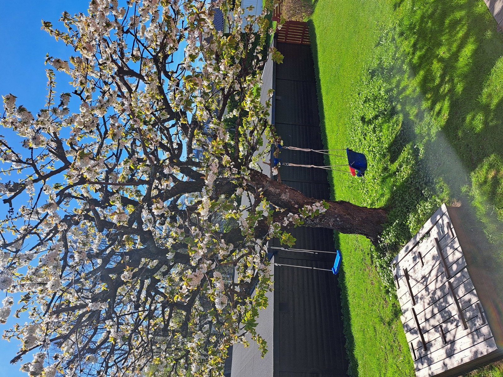 Nydelig vårblomstring. Galleribilde