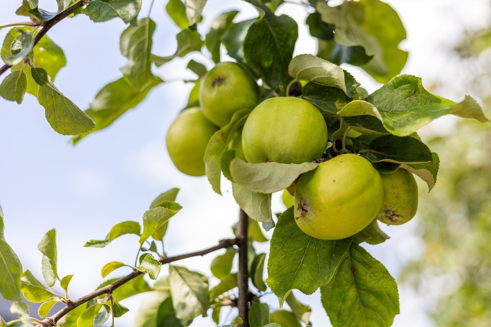 Frukthage Galleribilde