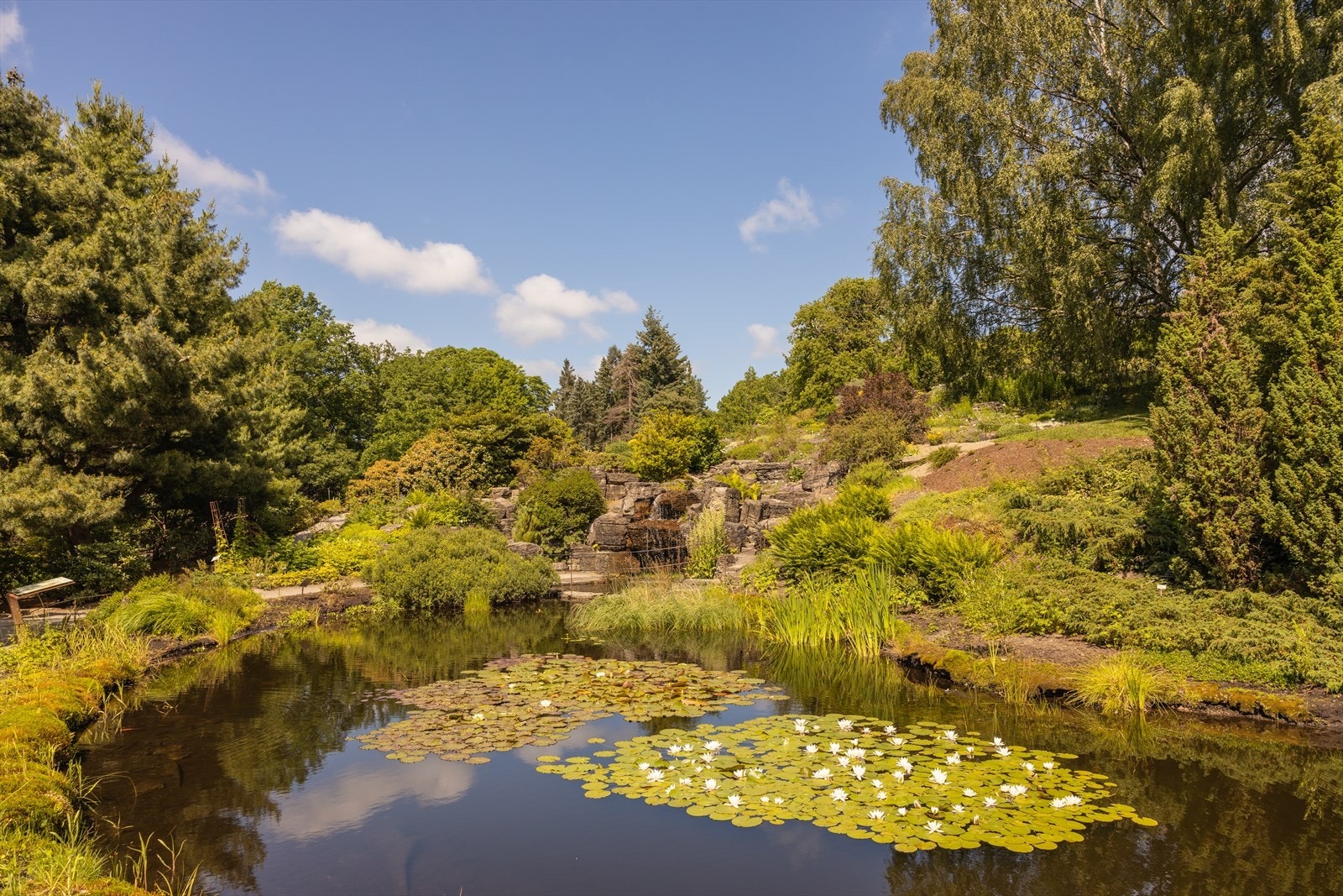 Botanisk hage ligger bare noen minutter unna - perfekt for en rolig søndagstur eller en liten pause i hverdagen. Galleribilde