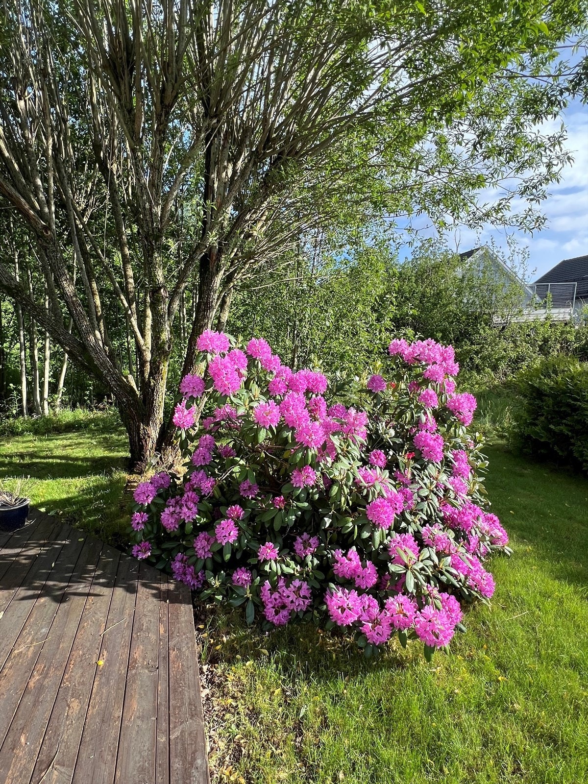 Selgers egne biler. Galleribilde