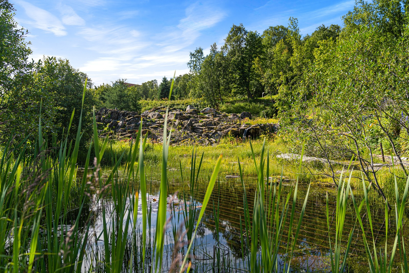 Mange fine naturområder i nærheten. Bilde av botanisk hage