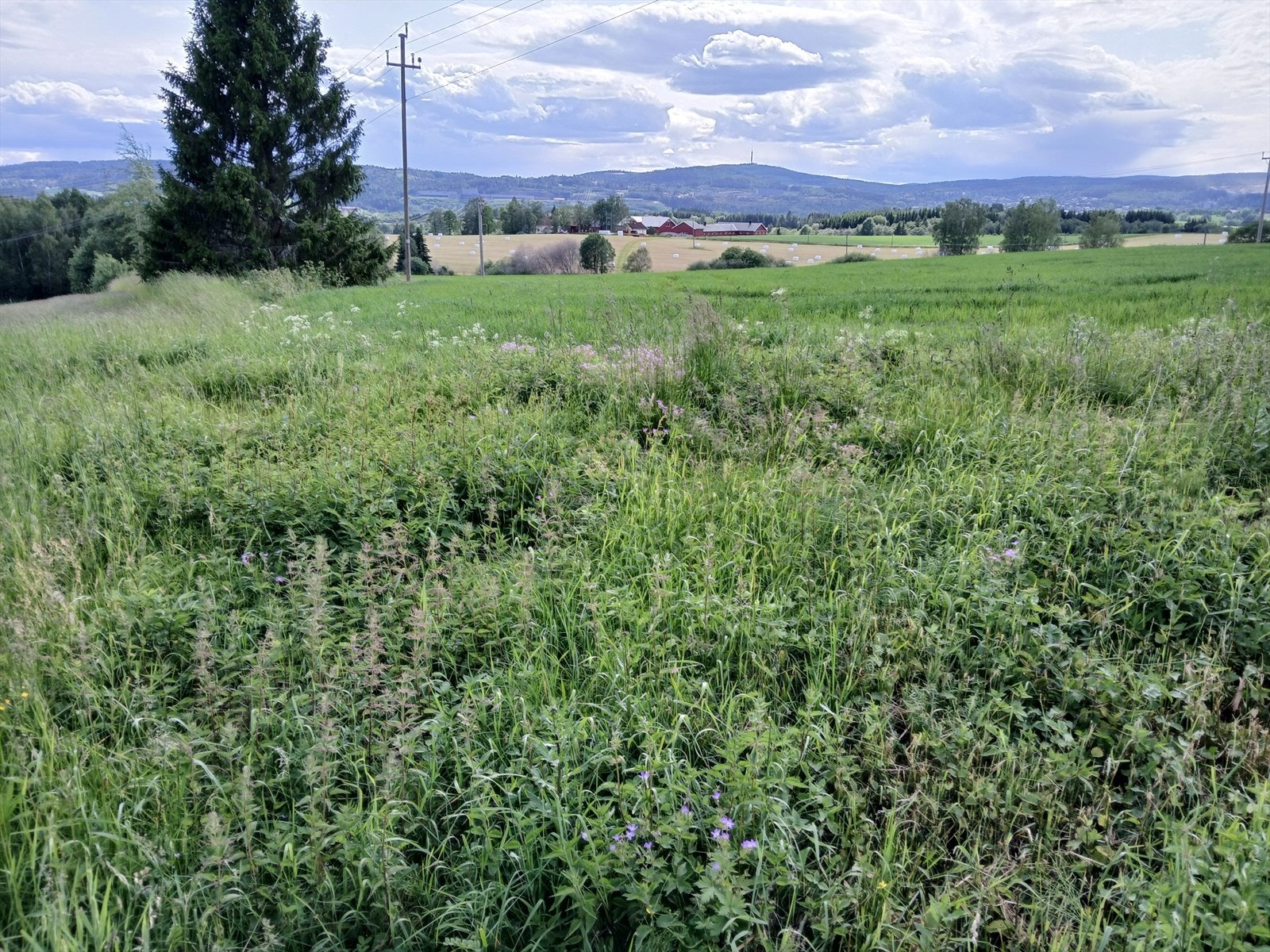 Nye bilder tatt av selger Galleribilde