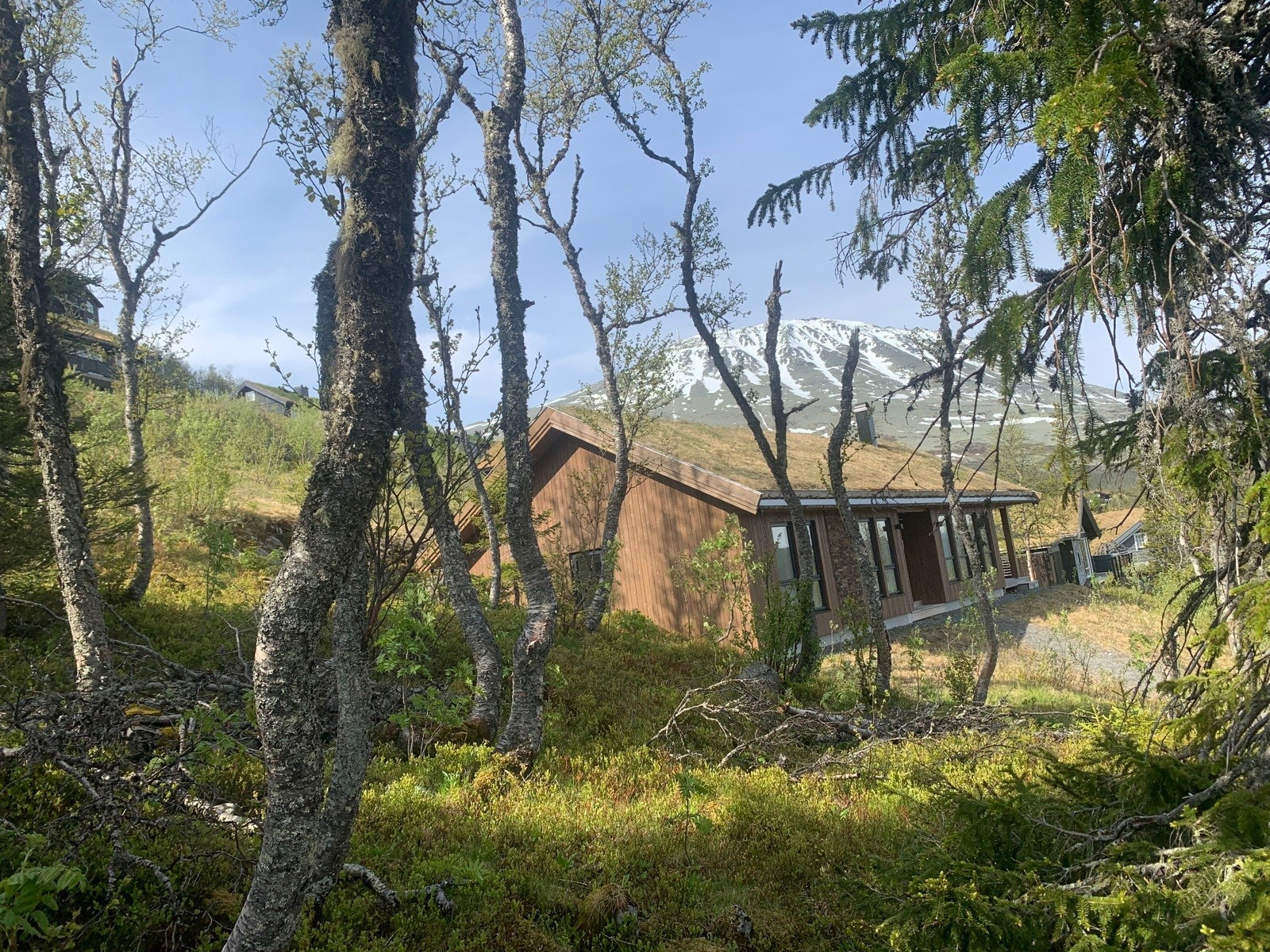 Foto fra tomten juni 2025. Utsikt mot Gaustatoppen Galleribilde