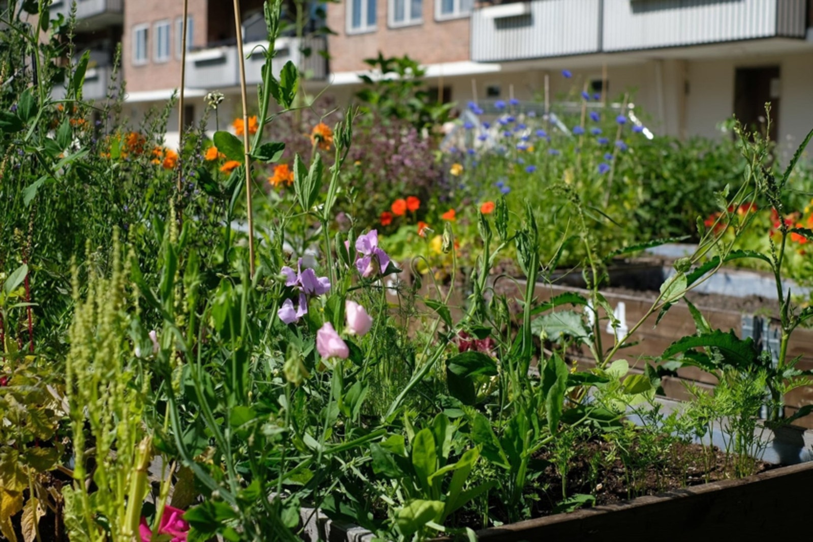 Det er også parsellhager for beboerne med grønne fingre. Galleribilde