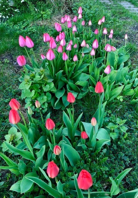 Blomster i hagen Galleribilde
