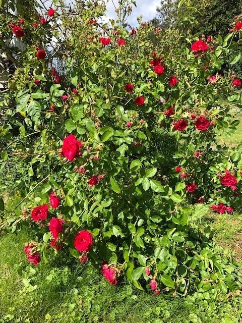Blomster i hagen Galleribilde