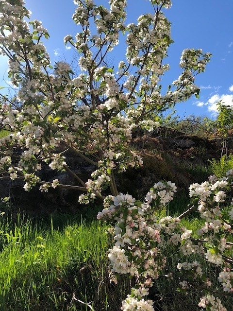 Blomster i hagen Galleribilde