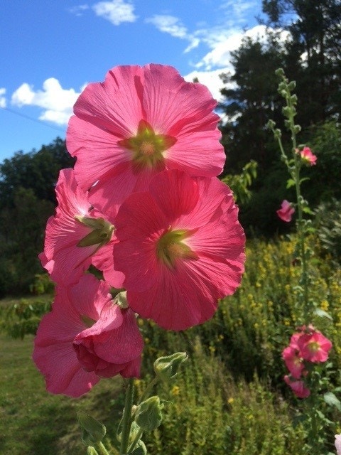 Blomster i hagen Galleribilde