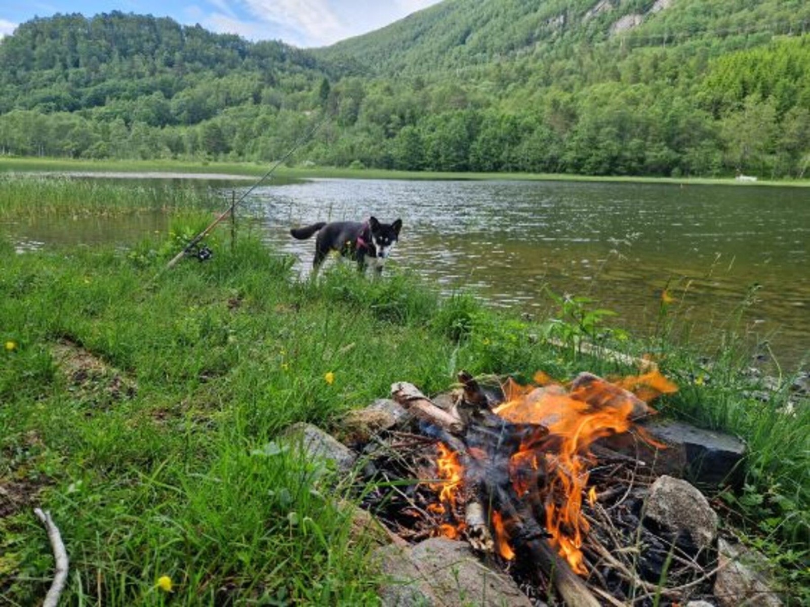 Nærområdet Galleribilde