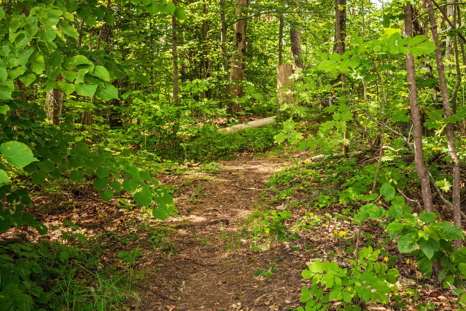Flotte tur- og joggemuligheter. Galleribilde