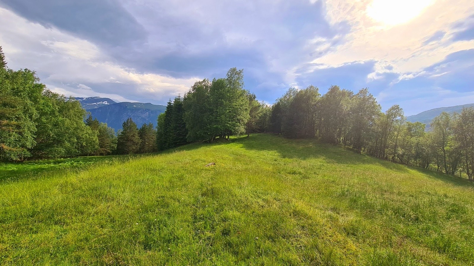 Gressletter ved sommerfjøset Galleribilde