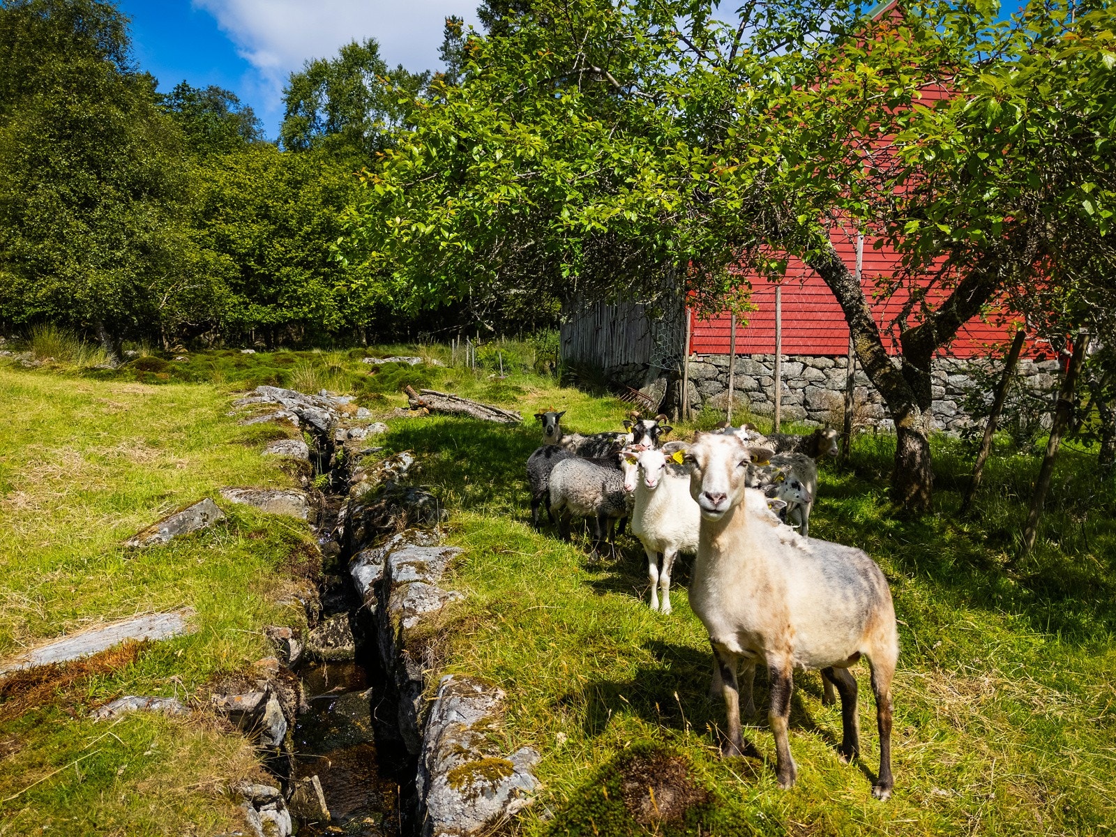 Landlige omgivelser som gir godt med ro i sjela. Galleribilde