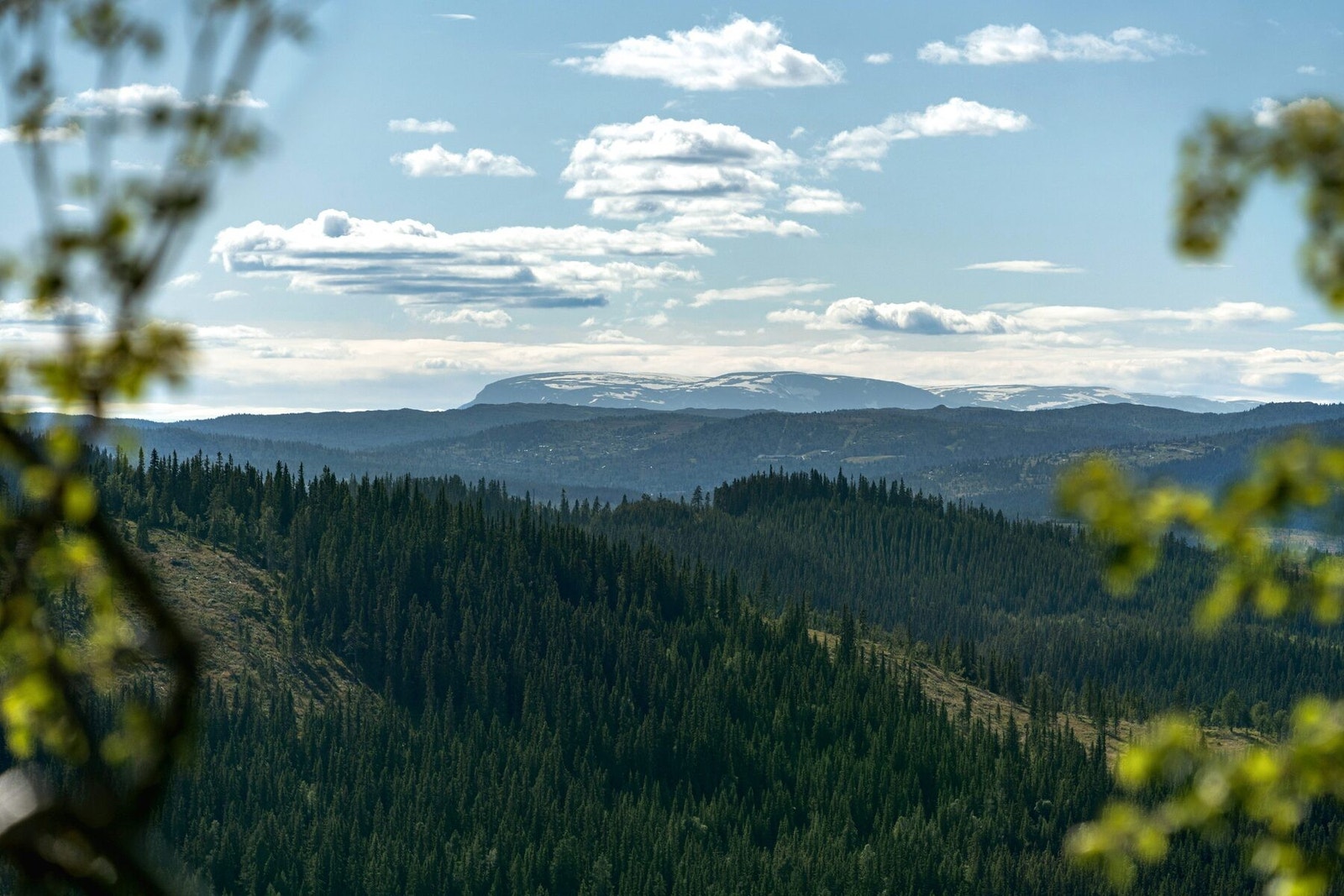 Hallingskarvet Galleribilde