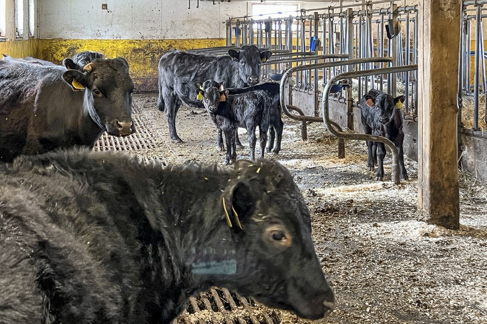 Gården har en melkekvote på 82.045 liter. Galleribilde