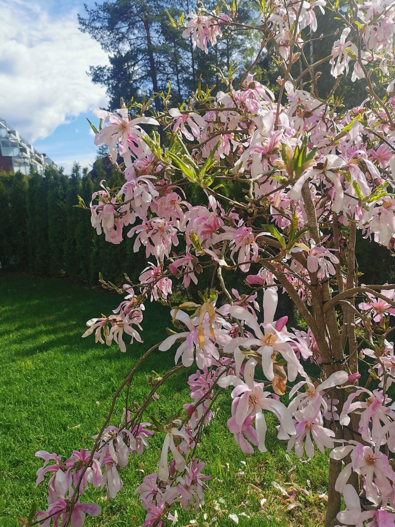 Magnolian trives godt i hagen. Selgers bilde. Galleribilde