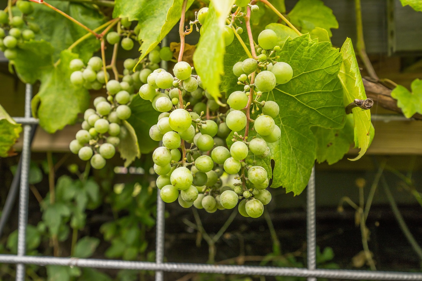 Kortreiste druer fra egen terrasse Galleribilde