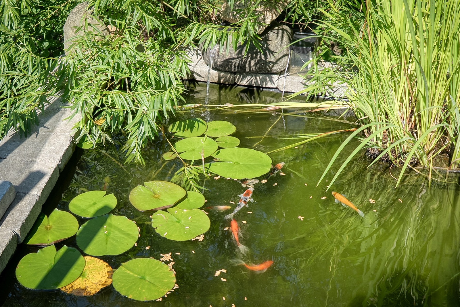 Karpedammen rett utenfor hytta. Galleribilde