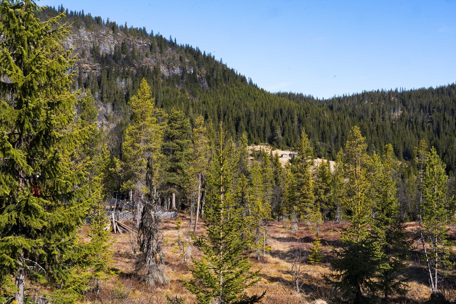 Et perfekt sted å søke skogens ro! Galleribilde