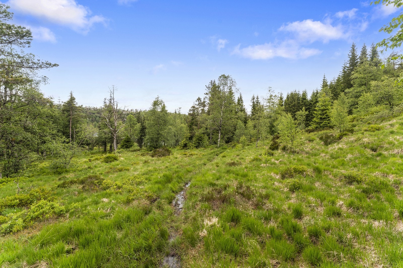 Spennende og variert natur. Galleribilde