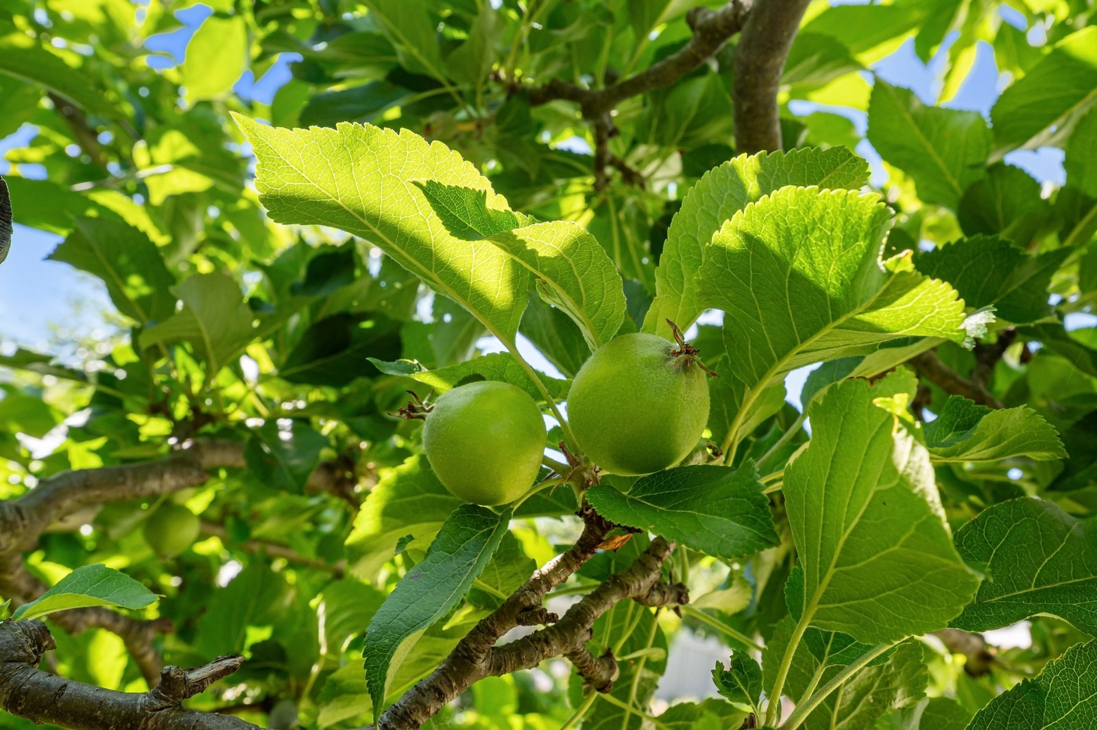 Herlige frukter som kan plukkes i hagen. Galleribilde