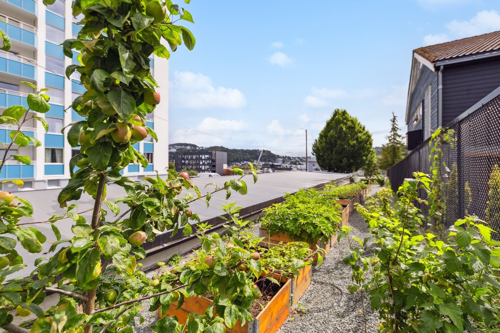 Fellesområde- bak garasjeanlegget finner du en kjøkkenhage, hvor beboere kan søke om egen plantekasse. Galleribilde