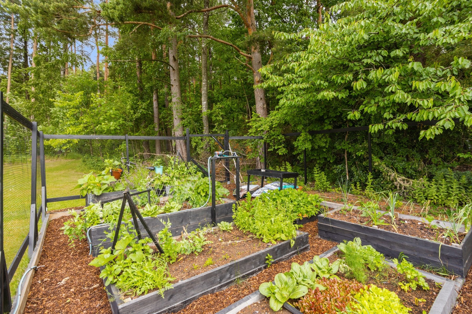 Deilig grønnsakshage Galleribilde