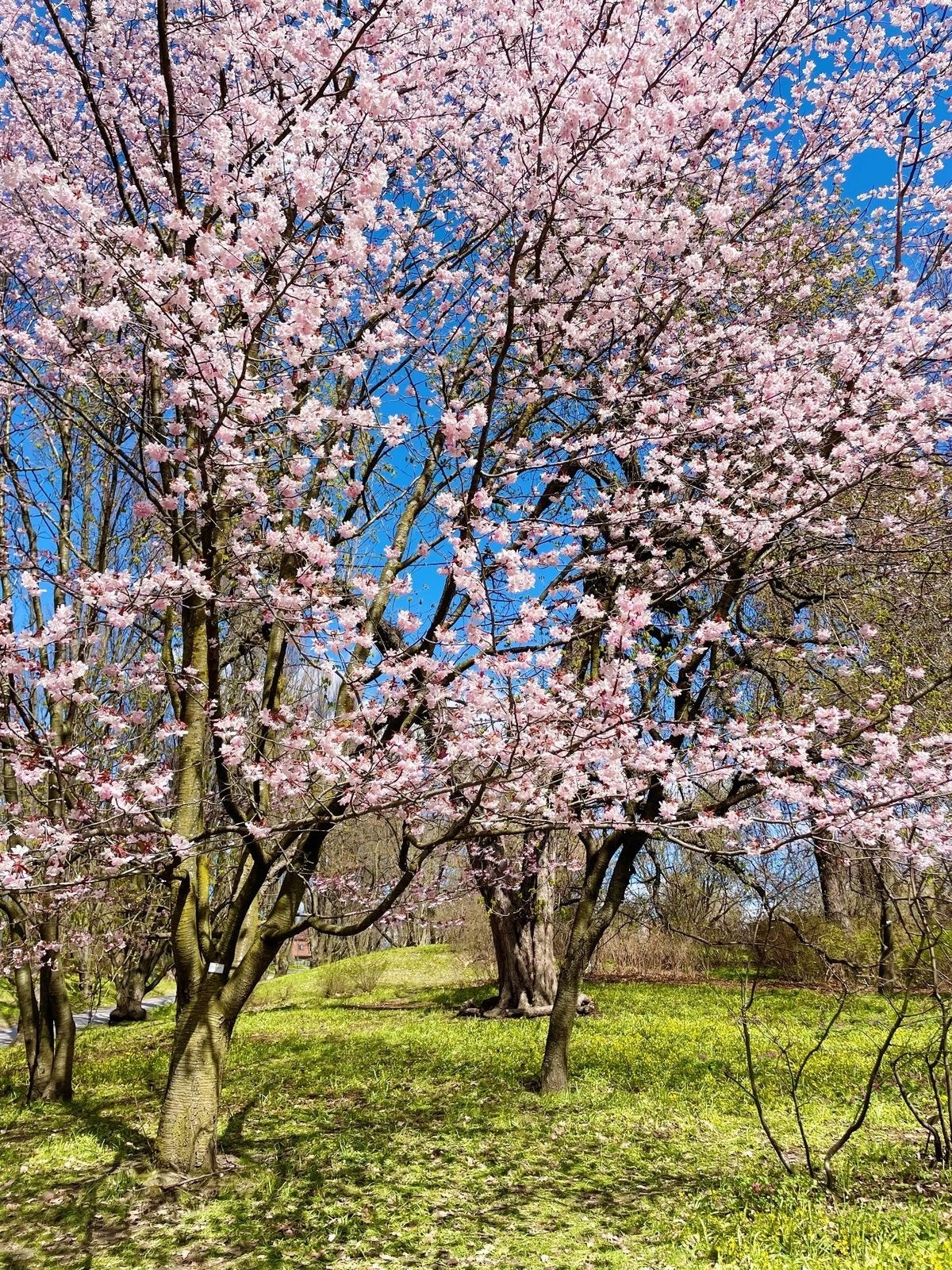 Botanisk hage er virkelig verdt et besøk når trærne blomstrer - ikke langt fra leiligheten! Galleribilde